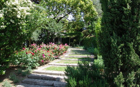 Robilant: Fleur, Feuille, Vert, La Nature, Jardin, Végétation, Arbuste, Communauté Des Plantes, Couverture De Sol
