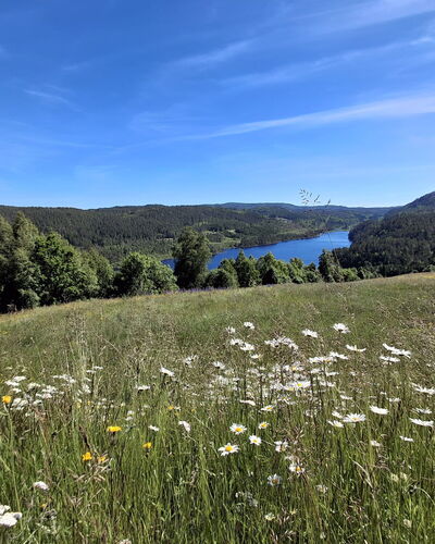 Hellebu: Vert, Environnement Naturel, La Nature, Prairie, Paysage Naturel, Végétation, Écorégion, Colline, Paysage