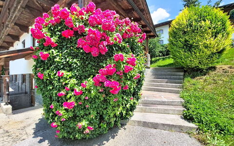 Ferienhaus Dinkl: Fleur, Pétale, Arbuste, Jardin, Rose, Plante À Fleurs, Printemps, Famille Rose
