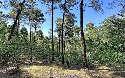 La Bergerie de Portes: Arbre, Feuille, Environnement Naturel, Bois, Branche, Végétation, Forêt, Région Sauvage, Communauté Des Plantes