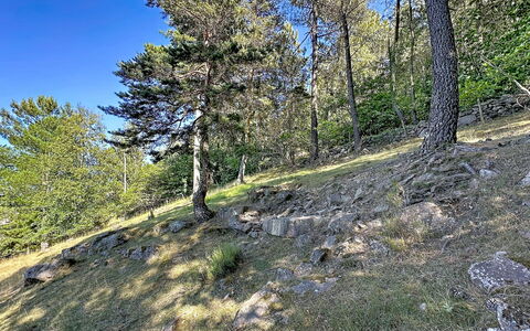La Bergerie de Portes: Arbre, Feuille, Végétation, Région Sauvage, Communauté Des Plantes, Forêt, Géologie, Réserve Naturelle, Mélèze