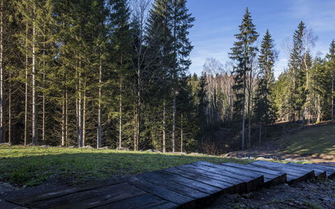 Valera Vita Forest: Arbre, Feuille, Environnement Naturel, La Nature, Bois, Forêt, Tronc, Des Bois, Bosquet
