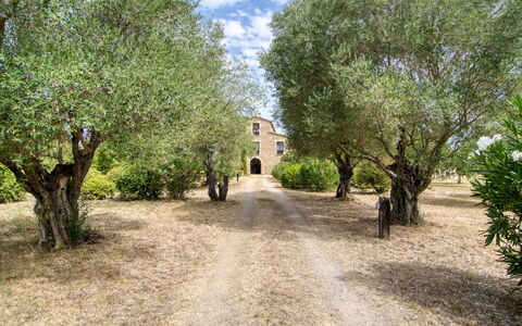 Mas Nualart: Arbre, Arbuste, Biens, Aménagement Paysager, Allée, Piste, Plantation, Hacienda