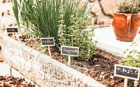 U Šenkýře Mikeše: Jardin, Herbe, Pot De Fleur, Plante D'Appartement