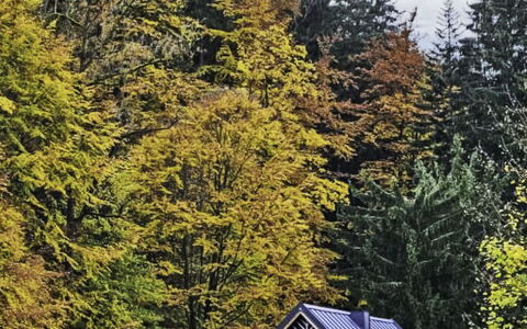 Sára: Feuille, Vert, Arbre, Herbe, La Nature, Environnement Naturel, Branche, Jaune, Maison, Paysage