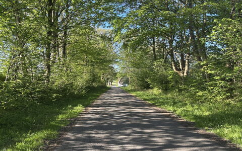 Branderup J 601: Feuille, Vert, Branche, Herbe, Arbre, La Nature, Surface De La Route, Route, Paysage Naturel, Végétation