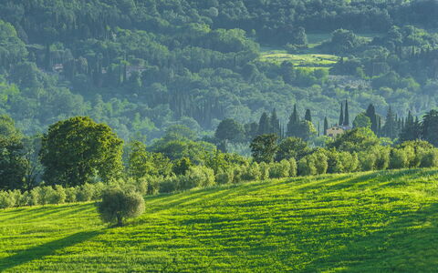 Podere Gragnano 12: Vert, Montagnes Relief, Arbre, Herbe, Environnement Naturel, La Nature, Paysage Naturel, Colline, Végétation, Prairie