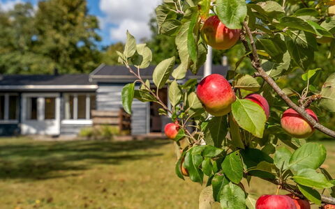 Hedwig - 120M to the Fjord: Rouge, Fruit, Produire, Aliments Naturels, Pomme, Aliments, Plantation