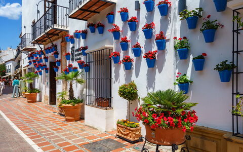 La Quinta Hills: Pot De Fleur, Plante D'Appartement, Floristique, Balcon, Art Floral, Vase, Cour