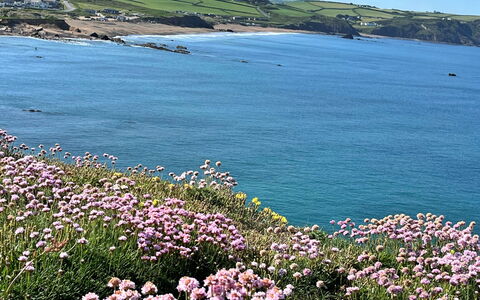 Sea Thrift at Widemouth Bay: Fleur, Plan D'Eau, Côte, Cotiers Et Relief Océaniques, Mer, Plage, Océan, Communauté Des Plantes, Rive