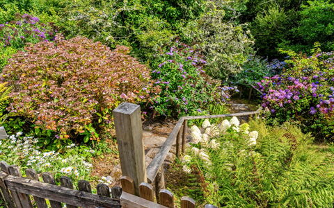 Millook Water: Fleur, Vert, Feuille, Végétation, Jardin, Arbuste, Communauté Des Plantes, Couverture De Sol, Rose, Printemps