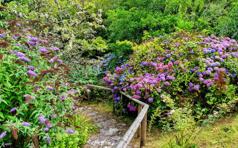 Millook Water: Fleur, Arbuste, Jardin, Communauté Des Plantes, Couverture De Sol, Violet, Rose, Printemps, Plante À Fleurs, Jardin Botanique