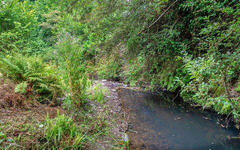 Millook Water: L'Eau, Plan D'Eau, Ressources En Eau, La Nature, Environnement Naturel, Cours D'Eau, Feuille, Végétation, Riparienne