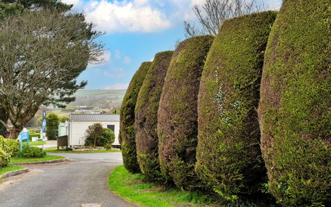 Pine Forest Lodge: Arbuste, Paysage, Haie, Jardin, Suppression Des Plantes Ligneuses, Aménagement Paysager, Jardin Botanique, Parc