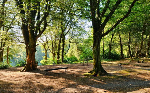 St. Ives 637: Feuille, Branche, Arbre, La Nature, Environnement Naturel, Vert, Herbe, Bois, Végétation, Paysage Naturel