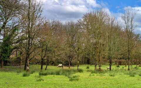 Oak Leaf Cottage: Herbe, Arbre, Environnement Naturel, Prairie, Paysage Naturel, Plaine, Pâturage, Écorégion, Lot Terre, Prairie