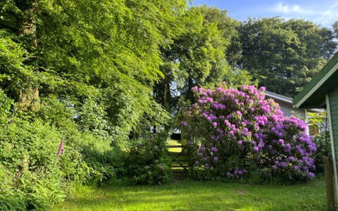 Brockwood: Fleur, Feuille, Végétation, Arbuste, Jardin, Rose, Communauté Des Plantes, Couverture De Sol, Printemps, Violet