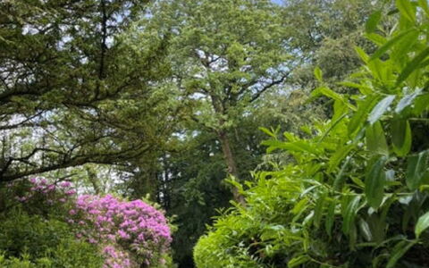 Brockwood: Feuille, Vert, La Nature, Végétation, Branche, Arbuste, Jardin, Communauté Des Plantes, Couverture De Sol, Piste