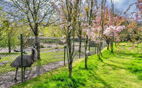 Trimstone Manor - Granary Cottage: Herbe, Arbre, Branche, La Nature, Feuille, Arbuste, Prairie, Jardin, Printemps