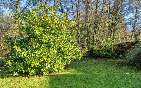 Mill Cottage, Great Houndbeare Farm: Feuille, Végétation, Arbuste, Communauté Des Plantes, Couverture De Sol, Jardin, Suppression Des Plantes Ligneuses, Jardin Botanique