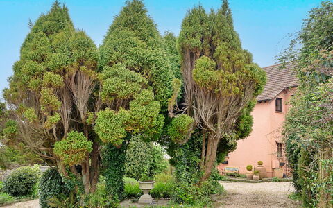 Heselwood: Arbuste, Jardin, Suppression Des Plantes Ligneuses, Aménagement Paysager, À Feuilles Persistantes, Jardin Botanique, Arrière-Cour