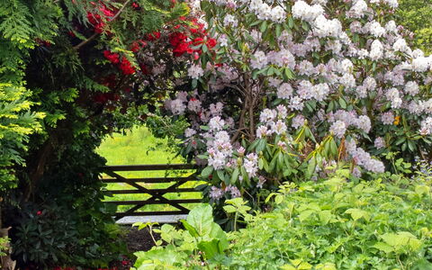 Y Cwtch: Fleur, Jardin, Arbuste, Communauté Des Plantes, Rose, Couverture De Sol, Printemps, Plante À Fleurs, Suppression Des Plantes Ligneuses