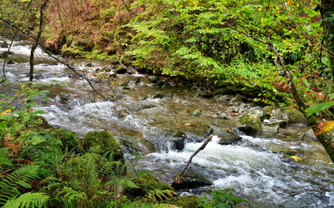 Y Cwtch: Ressources En Eau, L'Eau, Plan D'Eau, Feuille, Cours D'Eau, La Nature, Courant, Vert, Environnement Naturel, Paysage Naturel