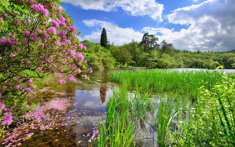 Tafarn Trip: Vert, Fleur, La Nature, Végétation, Paysage Naturel, Arbuste, Été, Jardin, Cours D'Eau