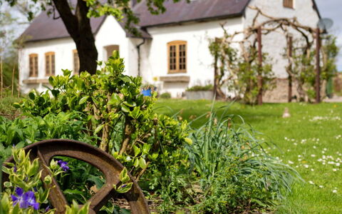 Waen Farm Cottage: Arbuste, Jardin, Maison, Chalet, Domicile, Ferme, Printemps, Pelouse, Aménagement Paysager
