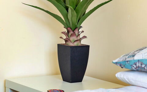 Colwyn Bay 646: Pot De Fleur, Plante D'Appartement, Vase, Parquet, Dur, Tache De Bois, Salon, Revêtement De Sol Stratifié