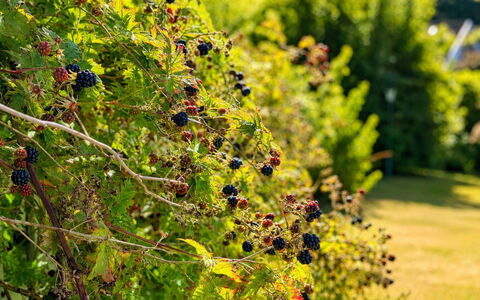 Jennys Pärla: Vert, Jardin, Fruit, Produire, Jardin Botanique, Plantation