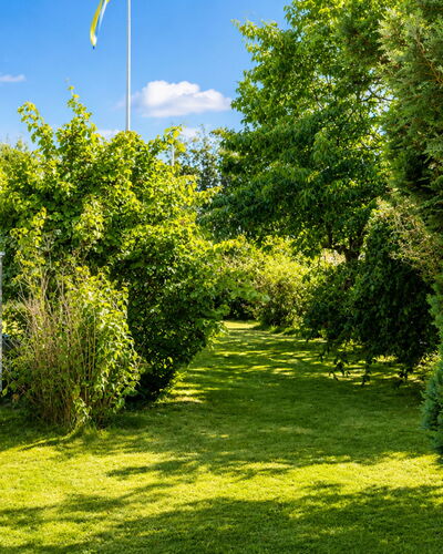 Jennys Pärla: Vert, Feuille, La Nature, Végétation, Arbuste, Jardin, Couverture De Sol, Printemps, Lumière Du Soleil