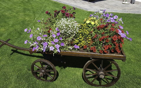 Hopfgarten im Brixental 696: Fleur, Roue, Jardin, Pétale, Rose, Floristique
