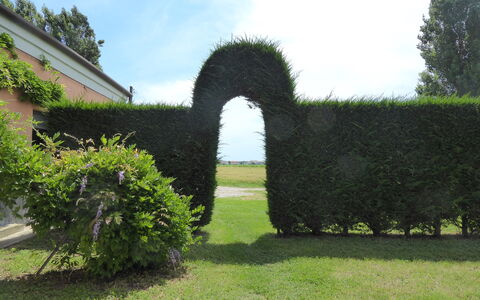 Ca' Rustica: Arbuste, Haie, Jardin, Aménagement Paysager, Pelouse, À Feuilles Persistantes, Plantation