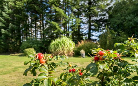 Fritzy - 1.5Km from the Sea: Fruit, Produire, Aliments, Aliments Naturels, Famille Rose, Plantation