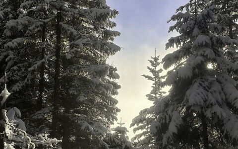 Dösentaler Bergidyll: Branche, Neige, Arbre, L'Hiver, Environnement Naturel, Bois, Forêt, Région Sauvage, Gelé