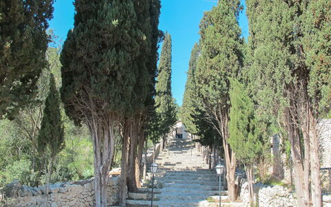 Sa Serra: Arbre, Tronc, Suppression Des Plantes Ligneuses, Passerelle, À Feuilles Persistantes, Piste, Famille Pine