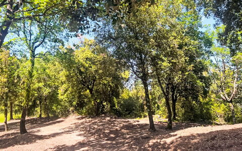 Villa Monti: Feuille, Arbre, Branche, La Nature, Environnement Naturel, Végétation, Communauté Des Plantes, Piste, Sol
