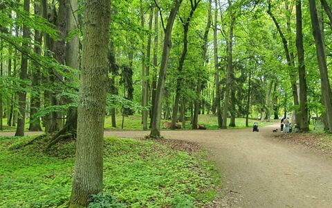 Praskolesy Retreat: Feuille, Arbre, Environnement Naturel, Vert, Végétation, Branche, Forêt, Tronc, Réserve Naturelle, Bosquet