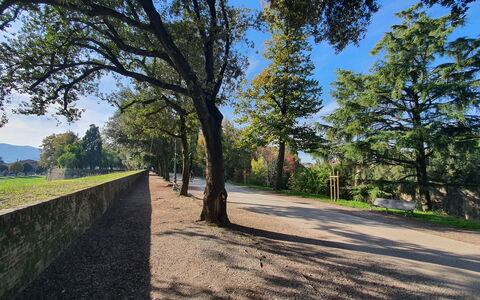 Adele: Arbre, Feuille, La Nature, Environnement Naturel, Herbe, Branche, Végétation, Paysage Naturel, Paysage, Plaine