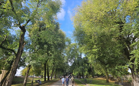 Adele: Arbre, Jour, Feuille, Branche, La Nature, Herbe, Végétation, Espace Public, Des Loisirs, Rue