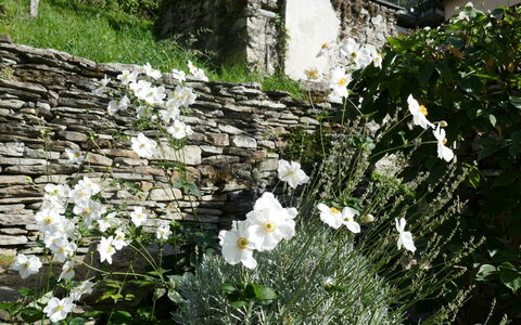Valserhaus: Fleur, Mur De Pierre, Couverture De Sol, Plante À Fleurs, Jardin, Plante Herbacée, Dalle