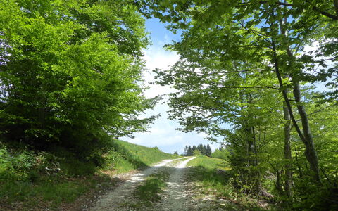 Casa Mis: Arbre, Feuille, Vert, Paysage Naturel, Route, Végétation, Piste, Arbuste, Région Sauvage