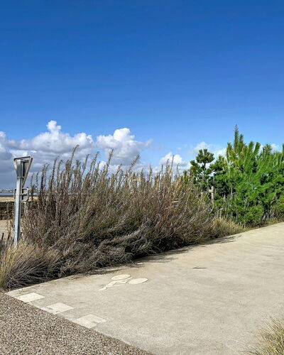 Le Padioleau: Ciel, Arbuste, Communauté Des Plantes, Lot Terre, Passerelle, Piste, Formations Arbustives