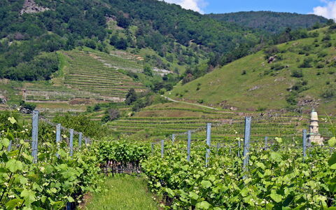 Haus Fries: Nuage, Plante, Ciel, Communauté Des Plantes, Montagne, Paysage Naturel, Lot Terre, Arbre, Agriculture, Couverture De Sol