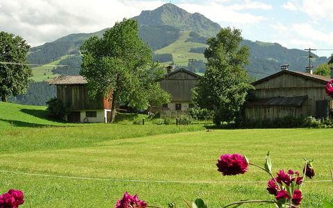 Fliegerklause: La Nature, Paysage Naturel, Fleur, Prairie, Environnement Naturel, Printemps, Plante, Herbe, Station De Montagne, Jardin