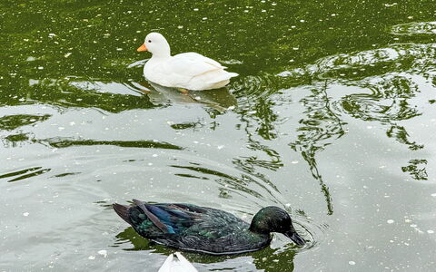 Sankt Gallenkirch 150: L'Eau, Photographier, Blanc, Vertébré, Vert, La Nature, Botanique