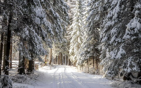 Schönhart: Neige, L'Hiver, Arbre, Gelé, Environnement Naturel, Paysage Naturel, Gel, Forêt, Suppression Des Plantes Ligneuses, Route