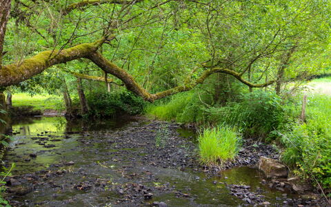 La Rochette: L'Eau, Plante, Communauté Des Plantes, Arbre, Branche, Paysage Naturel, Terrestre Des Plantes, Bois, Tronc