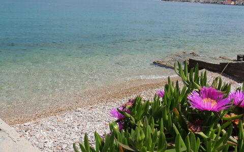 Ugljan Kali 130: Fleur, L'Eau, Ciel, Plante, Bleu Azur, Environnement Naturel, Plage, Pétale, Bois, Cotiers Et Relief Océaniques